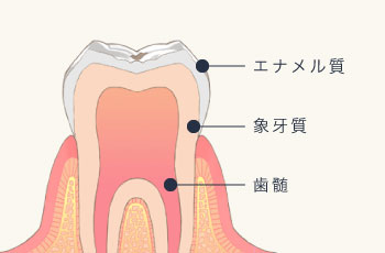 エナメル質・象牙質・歯髄